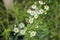 Closeup Daisy Flowers