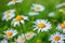 Closeup of daisy flowers. Daisy growing on green lawn.  Chamomile wildflowers on field