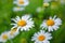 Closeup of daisy flowers. Daisy growing on green lawn.  Chamomile wildflowers on field