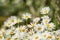 Closeup of daisy flowers growing and blooming in a natural environment in nature during summer. Radiant and bright