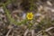 Closeup of a Daisy, small yellow prickly fynbos