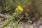 Closeup of a Daisy, small yellow prickly fynbos