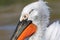 Closeup of a dalmatian pelican