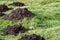 Closeup of damage done by pests, dirt mole hills in a farm`s grass pasture, as a background