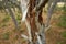 Closeup of damaged beech trees growing in remote forest, meadow, countryside. Tree bark destruction, stripped in illegal