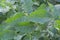 Closeup of damaged potato leaves eaten by pests