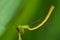 Closeup of a damsel fly flapping tail