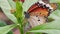 Closeup of Danaus chrysippus butterfly perching on flower