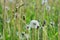 Closeup dandelion with blurred background