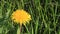 Closeup dandelion flower