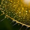 Closeup of dandelion Flower with blurry background.