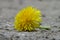 Closeup Dandelion flower on the ground