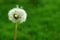 Closeup a Dandelion flower head with a few flying tiny florets on blurry green meadow