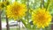 Closeup Dandelion flowers gently trembling in the breeze. Bouquet of dandelions on trees background. Bouquet of yellow summer flow