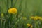 Closeup dandelion flowers on a meadow