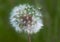 Closeup of a Dandelion fluff on a green background