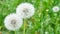 Closeup of dandelion on natural background