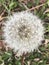 Closeup of a Dandelion ready to surrender its seeds to the wind