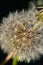 Closeup of dandelion seed puff ball