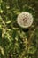 Closeup of dandelion seed puff ball