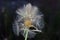 Closeup of dandelion with seeds