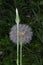 Closeup of dandelion with seeds