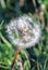 Closeup of a dandelion Taraxacum turned to seed with small bugs on its  seedhead