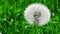 Closeup of dandelion in the wind