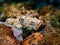 Closeup with the dangerous Stonefish underwater world in Sabah, Borneo.