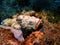 Closeup with the dangerous Stonefish underwater world in Sabah, Borneo.