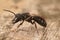 Closeup on a dark black male Giant furrow bee, Lasioglossum majus with it's impressive large jaws