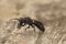 Closeup on a dark black male Giant furrow bee, Lasioglossum majus with it\\\'s impressive large jaws