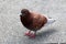 Closeup of dark brown with red to grey feathers pigeon standing calmly on stone tiles sidewalk in local city park