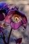 Closeup of dark burgundy flower on a hellebore plant blooming in a sunny garden