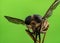 Closeup of a dark giant horsefly (Tabanus sudeticus) on a green background