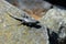 Closeup of a dark grey camouflaged lizard on a boulder