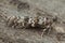 Closeup on the Dark Pine Knot-horn moth, Dioryctria abietella, sitting on a piece of wood