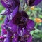 Closeup of dark purple gladiolus flower with white splashes