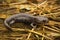 Closeup on a dark and rare Japanese endemic Ishizuchi streamside salamander , Hynobius hirosei