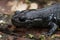 Closeup on a dark and rare Japanese endemic Ishizuchi streamside salamander , Hynobius hirosei