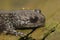 Closeup on a dark and rare Japanese Ishizuchi endemic streamside salamander , Hynobius hirosei on w