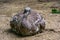 Closeup of a darwins rhea sitting on the ground, tropical flightless bird specie from america