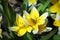 Closeup of the dasystemon tarda tulip flowers