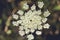 A closeup of Daucus carrota Queen Anne``s Lace wildflower bloom