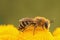 Closeup on a Davies' Cellophan bee, Colletes daviesanus , sitting on it's host plant, Tancy , Tanacetum vulgare