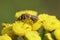 Closeup on a Davies' Cellophan bee, Colletes daviesanus , sitting on a yellow Tansy, Tanacetum vulgare, flower in
