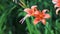 Closeup of  of Day Lilies growing wild