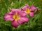 A closeup of a daylilly (Hemerocallis sp) pink flower.