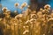 Closeup of Dead Cotton Seed Bush Near California Hiking Trail in Summer