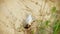 Closeup of dead fish on the seashore, global environmental problems of pollution